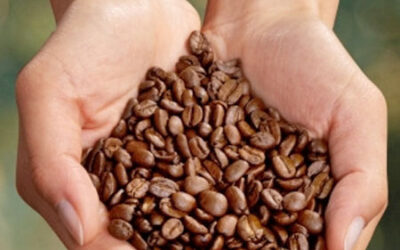 Caffè e sostenibilità